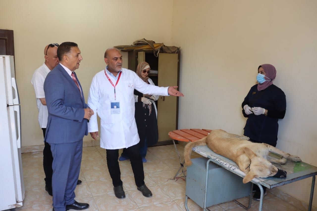 تعقيم الكلاب الضالة تعقيم الكلاب الضالة