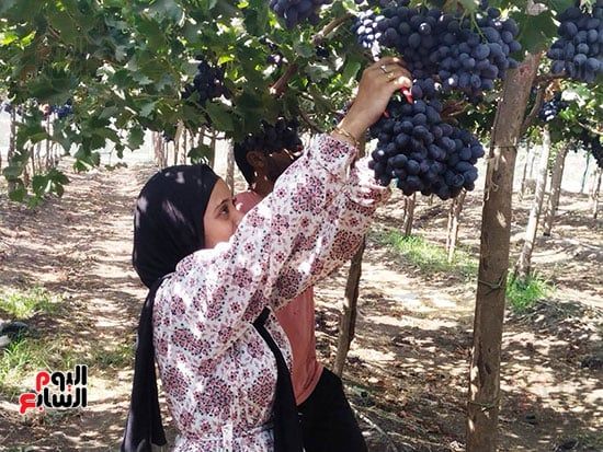 حصاد-العنب-الأسود حصاد-العنب-الأسود