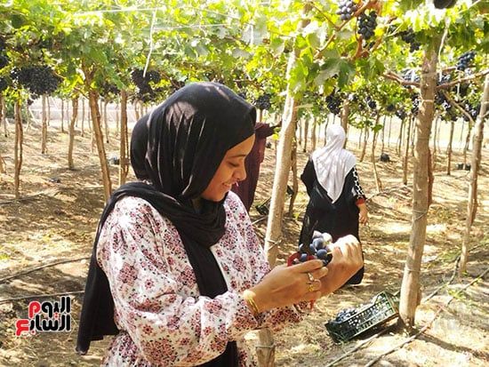 فرجة-حصاد-العنب-بالقليوبية فرجة-حصاد-العنب-بالقليوبية