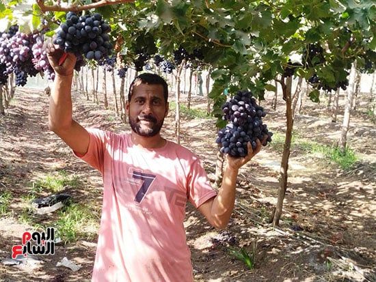 فرحة-الحصاد فرحة-الحصاد