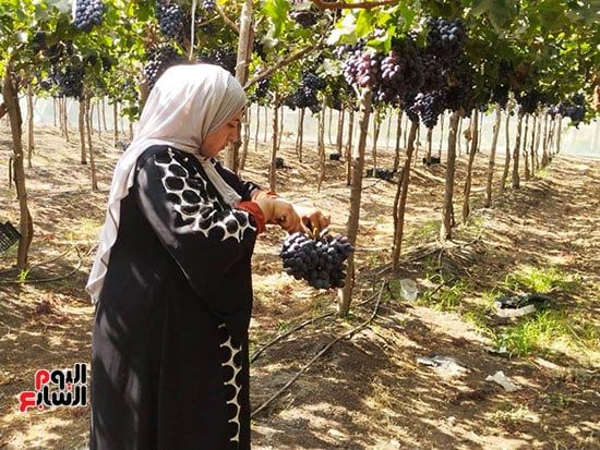 تنظيف-قطف-العنب تنظيف-قطف-العنب