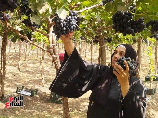 حصاد-العنب-الأسو-بالقليوبية حصاد-العنب-الأسو-بالقليوبية