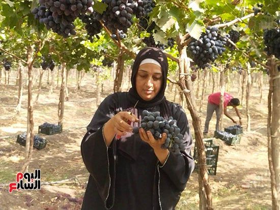 سيدات-العنب سيدات-العنب