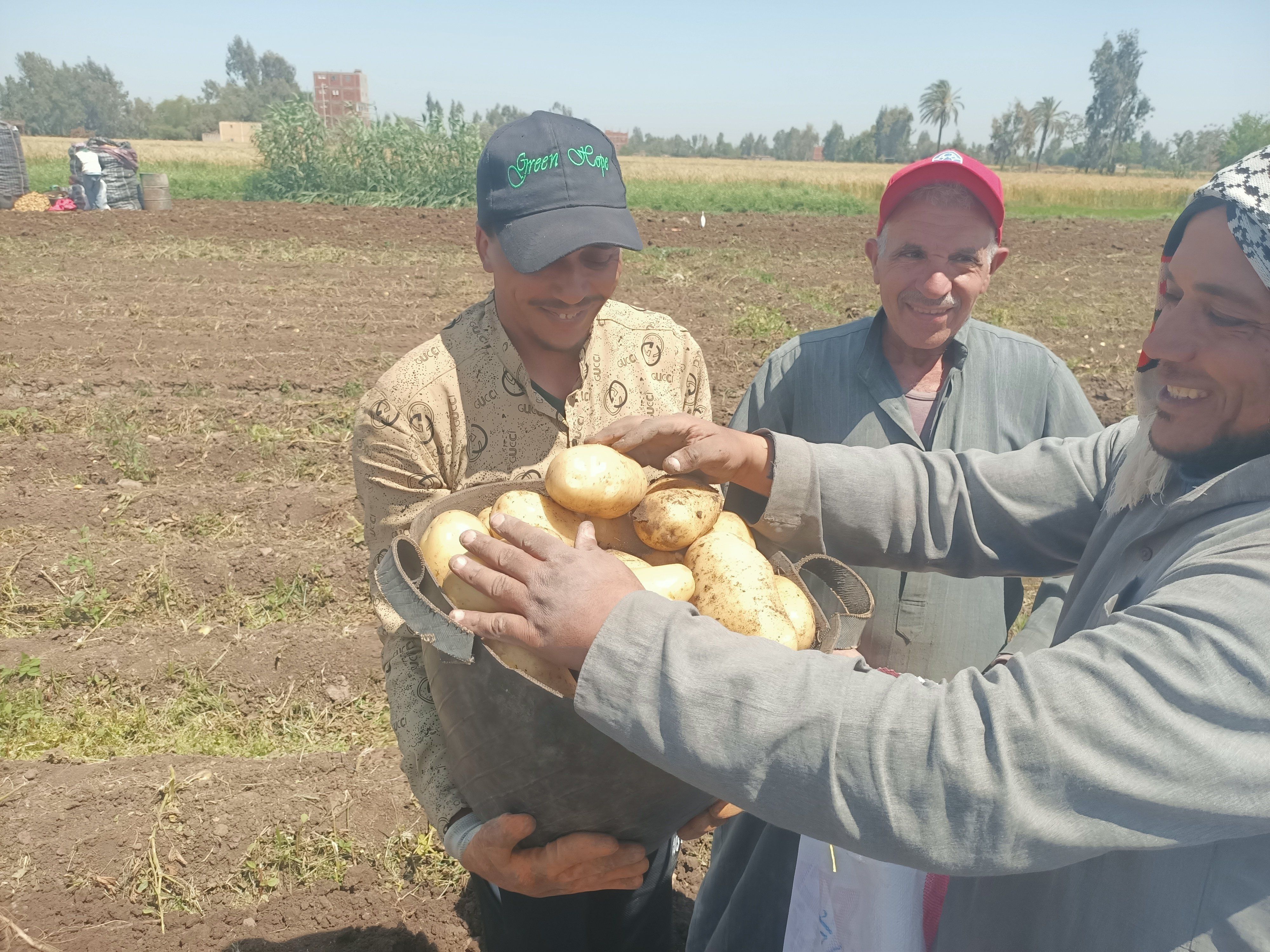 البطاطس منوره البطاطس منوره