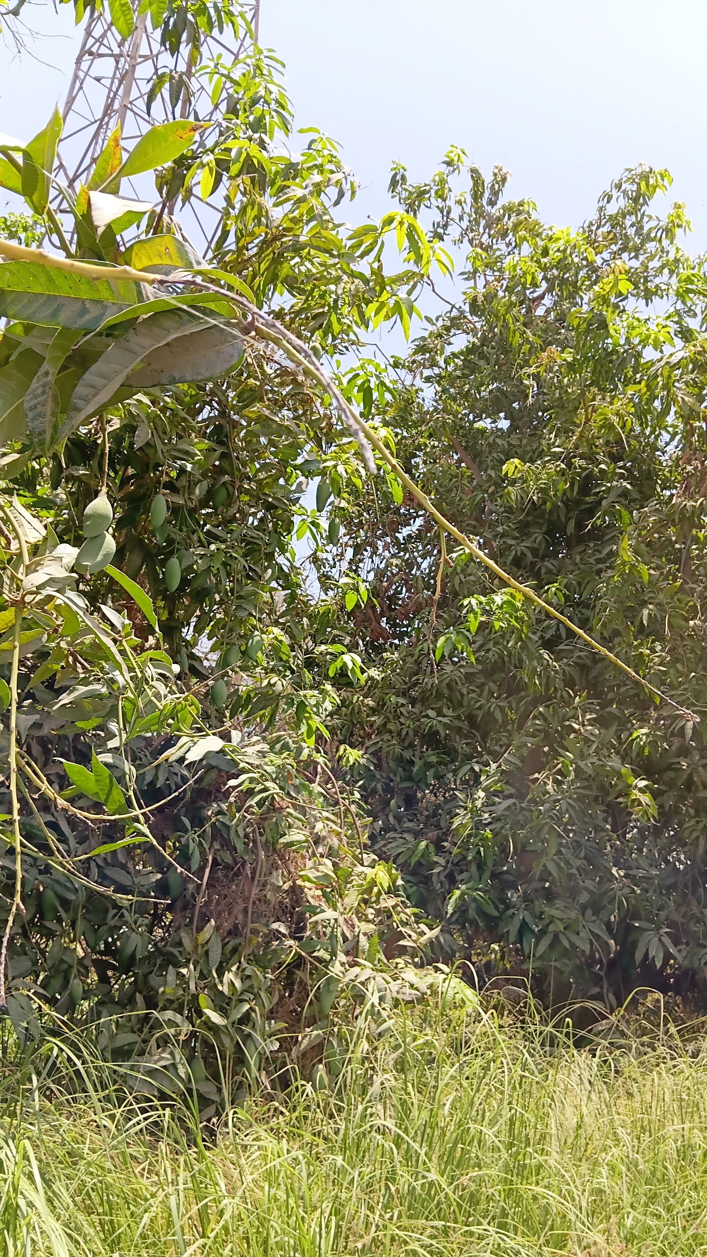 أجواء حصاد وجنى أنواع المانجو المختلفة أجواء حصاد وجنى أنواع المانجو المختلفة