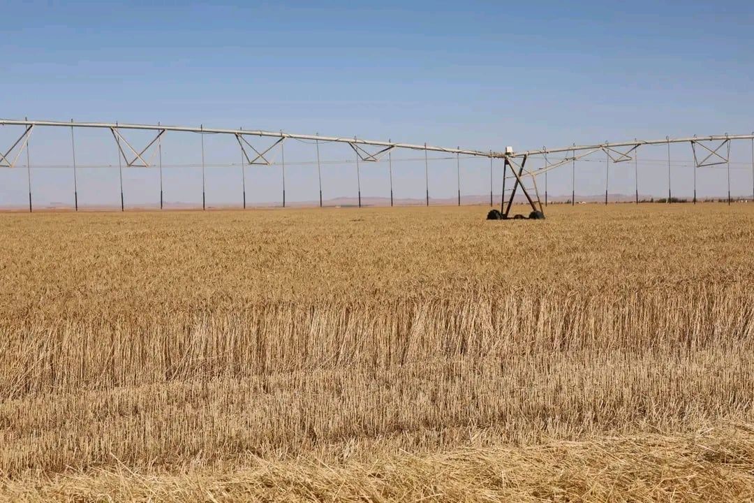 جانب من اعمال حصاد القمح بالداخلة جانب من اعمال حصاد القمح بالداخلة