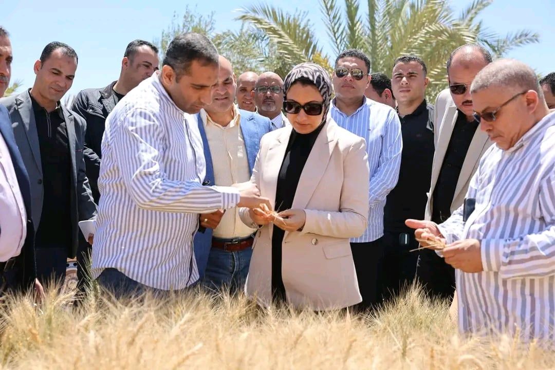 محافظ الوادي الجديد تتابع نتائج تجارب إكثار القمح محافظ الوادي الجديد تتابع نتائج تجارب إكثار القمح