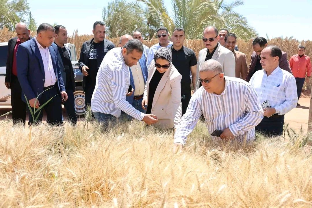 نجاح صنف من القمح بنتج 26 اردب للفدان نجاح صنف من القمح بنتج 26 اردب للفدان