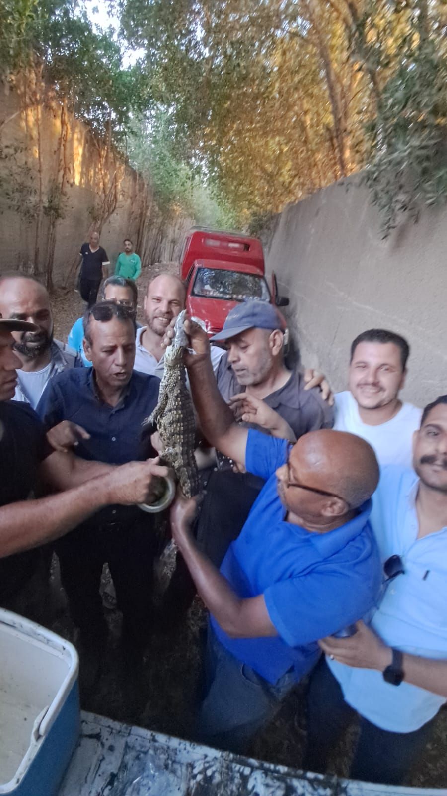 العثور على تمساح شبرامنت بالجيزة (5) العثور على تمساح شبرامنت بالجيزة (5)