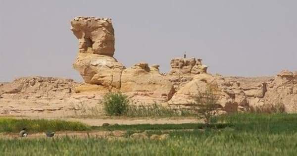 صخرة الجمل الرابض بالوادى الجديد صخرة الجمل الرابض بالوادى الجديد