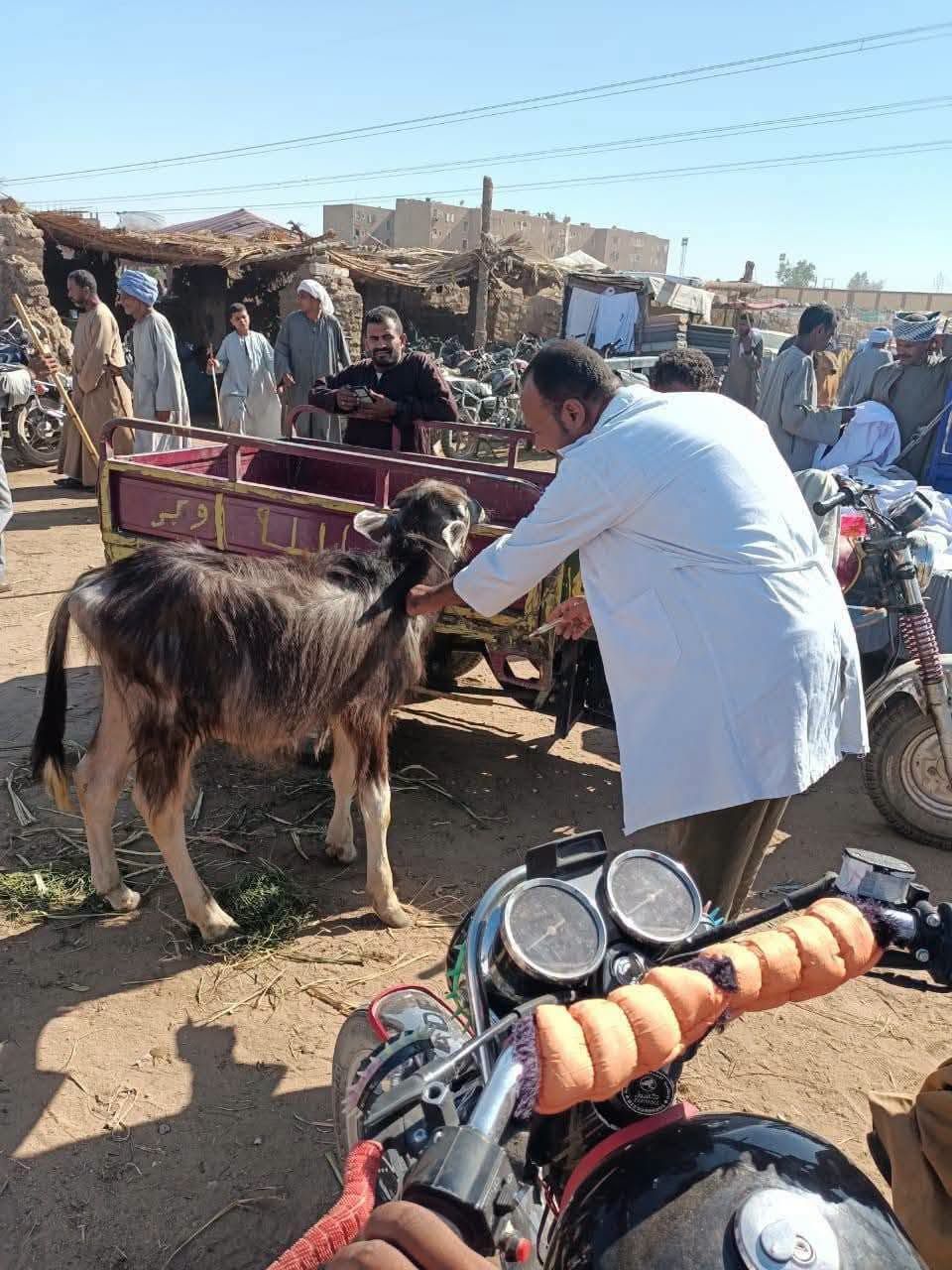 جانب من تحصين الماشية فى الأسواق الأسبوعية بالأقصر جانب من تحصين الماشية فى الأسواق الأسبوعية بالأقصر