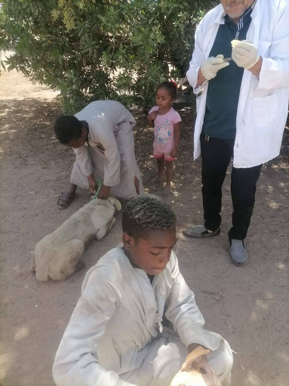 جانب من الحملات لتحصين الكلاب الضالة ضد مرض السعار جانب من الحملات لتحصين الكلاب الضالة ضد مرض السعار
