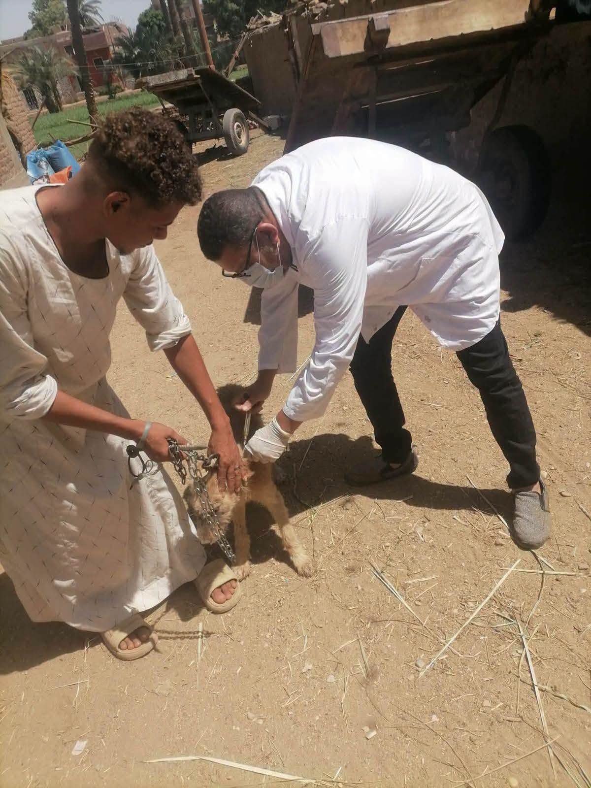 جانب من حملات تحصين الكلاب الضالة حول الأقصر جانب من حملات تحصين الكلاب الضالة حول الأقصر