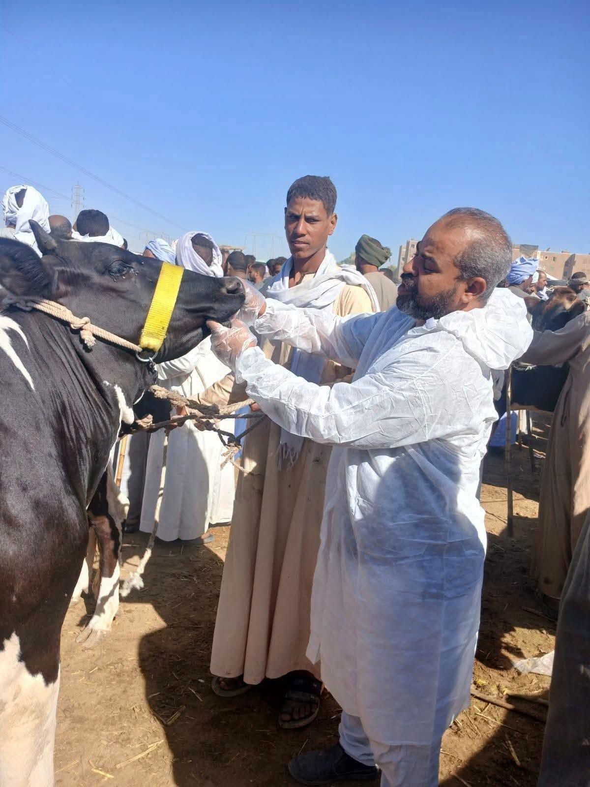 تحصين 1498 رأس من الماشية فى الحملات ضد الأمراض تحصين 1498 رأس من الماشية فى الحملات ضد الأمراض