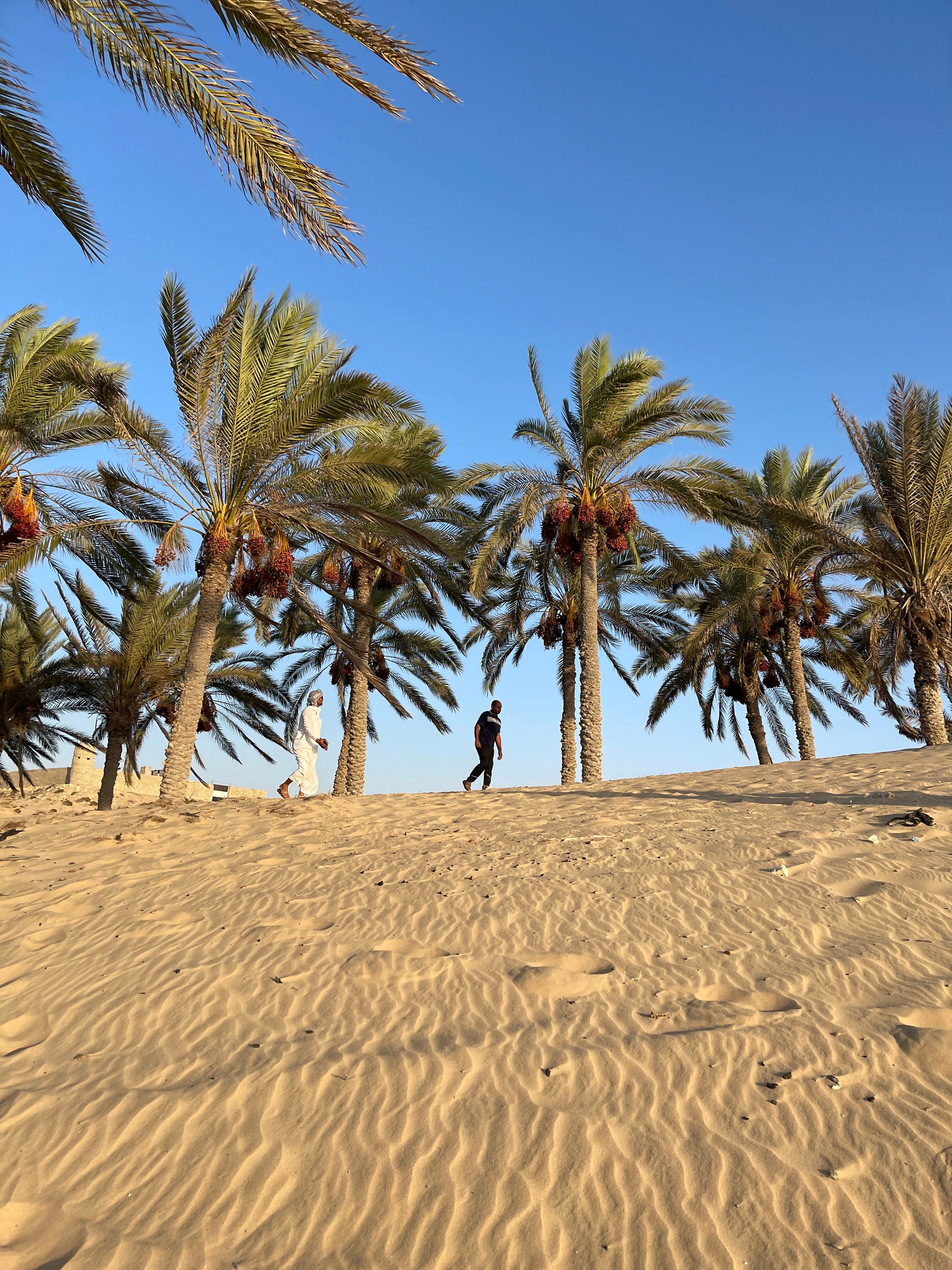بين النخيل بين النخيل