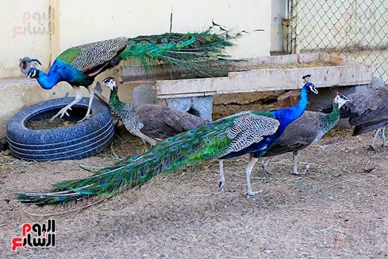 ألوان بديعة.. جماليات نوادر الطيور البرية (3) ألوان بديعة.. جماليات نوادر الطيور البرية (3)