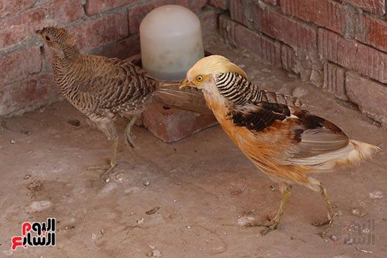 ألوان بديعة.. جماليات نوادر الطيور البرية (13) ألوان بديعة.. جماليات نوادر الطيور البرية (13)