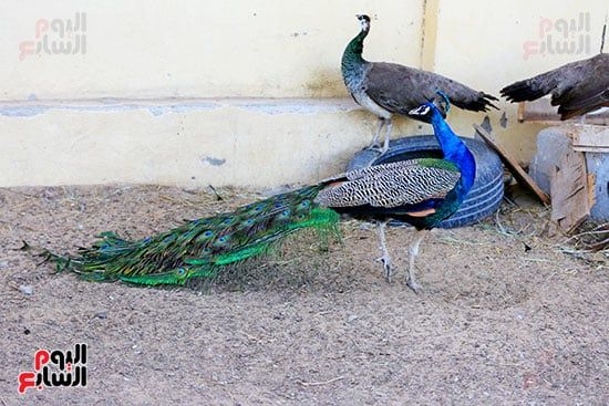ألوان بديعة.. جماليات نوادر الطيور البرية (4) ألوان بديعة.. جماليات نوادر الطيور البرية (4)