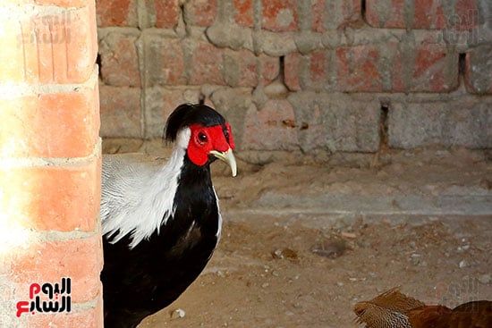 ألوان بديعة.. جماليات نوادر الطيور البرية (11) ألوان بديعة.. جماليات نوادر الطيور البرية (11)