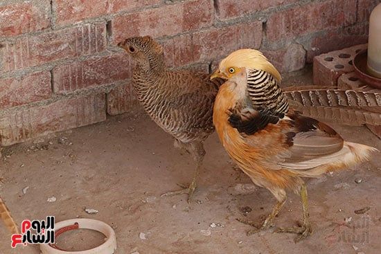 ألوان بديعة.. جماليات نوادر الطيور البرية (15) ألوان بديعة.. جماليات نوادر الطيور البرية (15)