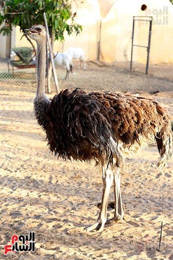 ألوان بديعة.. جماليات نوادر الطيور البرية (7) ألوان بديعة.. جماليات نوادر الطيور البرية (7)