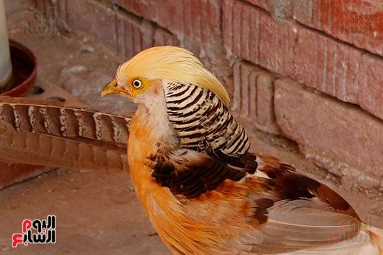 ألوان بديعة.. جماليات نوادر الطيور البرية (12) ألوان بديعة.. جماليات نوادر الطيور البرية (12)