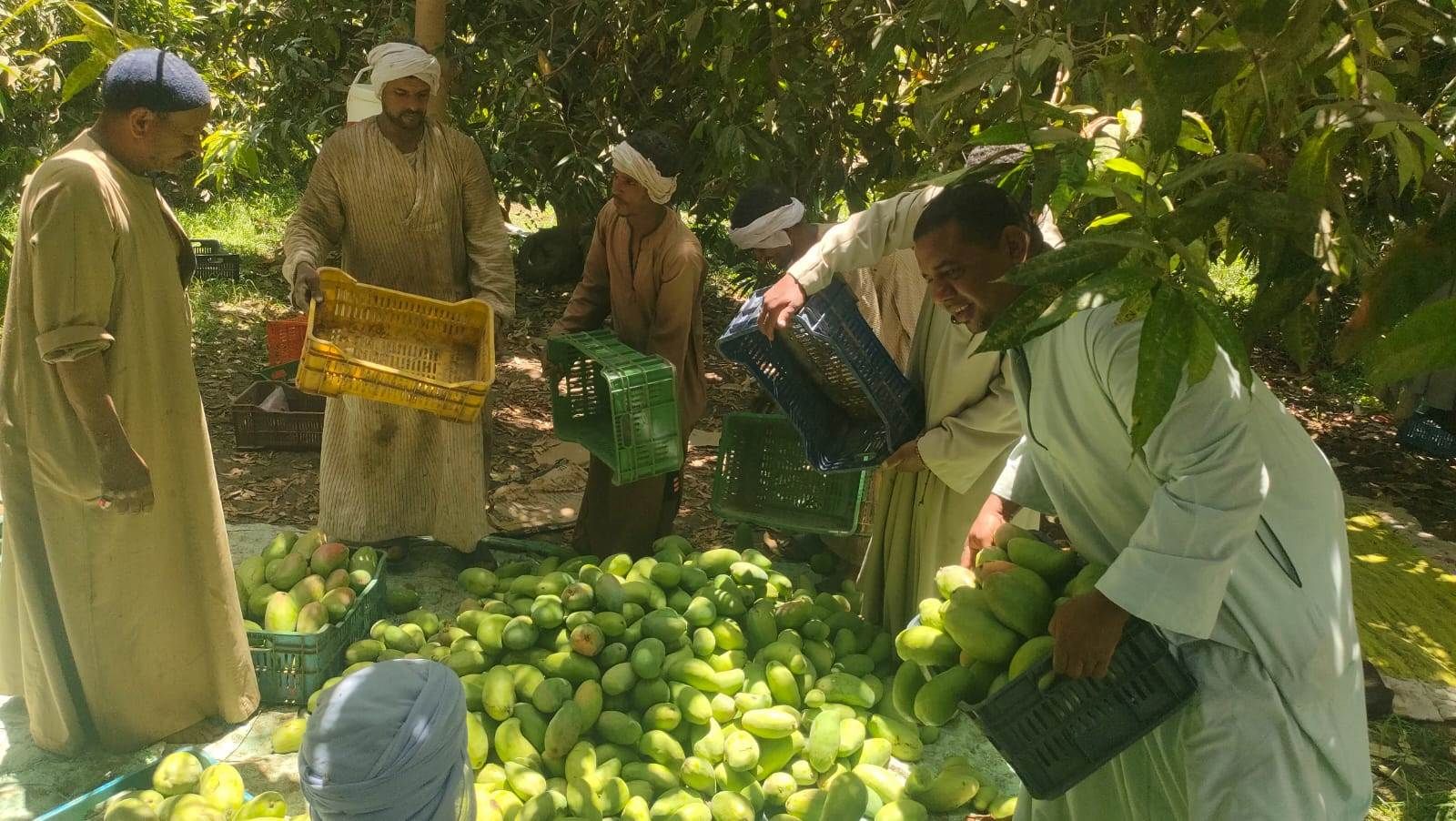 سعادة العمال فى مزارع الأقصر خلال جمع المانجا من الأشجار سعادة العمال فى مزارع الأقصر خلال جمع المانجا من الأشجار