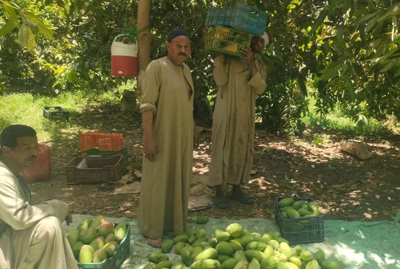 مزارعين الأقصر خلال موسم حصاد المانجا بالجنوب مزارعين الأقصر خلال موسم حصاد المانجا بالجنوب