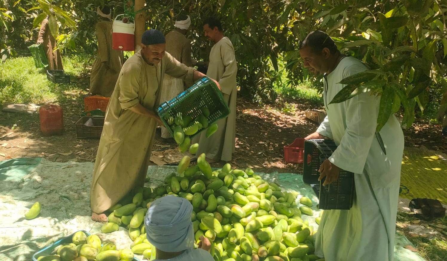 جمع كميات المانجا بالموسم الجديد داخل مزارع جنوب الأقصر جمع كميات المانجا بالموسم الجديد داخل مزارع جنوب الأقصر