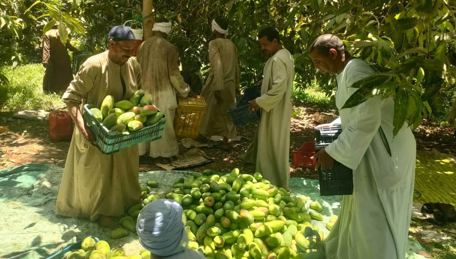 تجميع كميات من المانجا فى مزارع الأقصر تجميع كميات من المانجا فى مزارع الأقصر