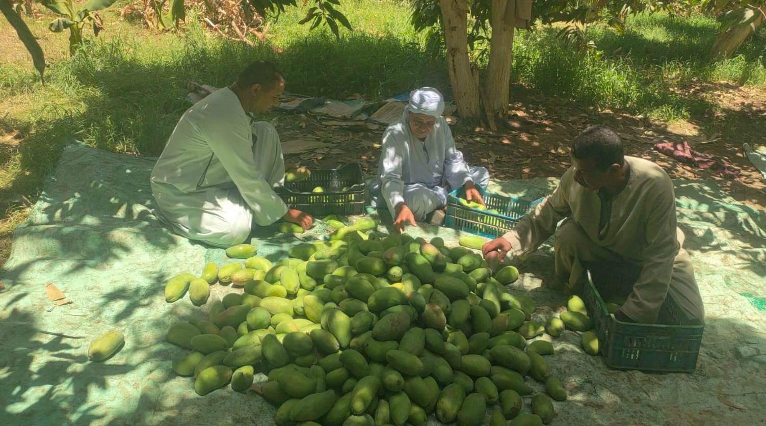 تجميع كميات المانجا فى الأقفاص قبل طرحها للبيع فى الأسواق تجميع كميات المانجا فى الأقفاص قبل طرحها للبيع فى الأسواق
