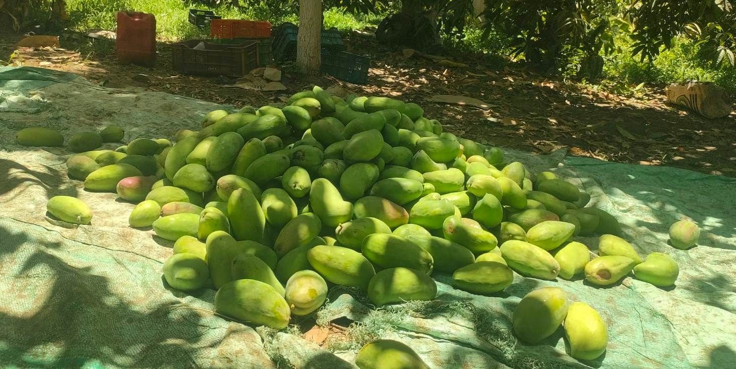 معشوقة أهل الجنوب ظهرت في الأسواق بحصاد وتجهيز أطنان المانجو معشوقة أهل الجنوب ظهرت في الأسواق بحصاد وتجهيز أطنان المانجو