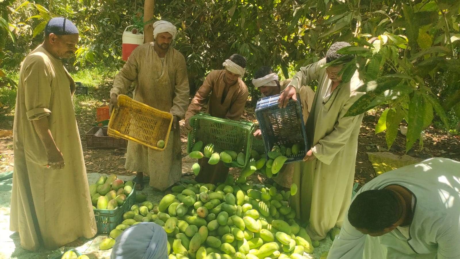 جمع أنواع المانجا المختلفة من الأشجار قبل طرحها فى الأسواق جمع أنواع المانجا المختلفة من الأشجار قبل طرحها فى الأسواق
