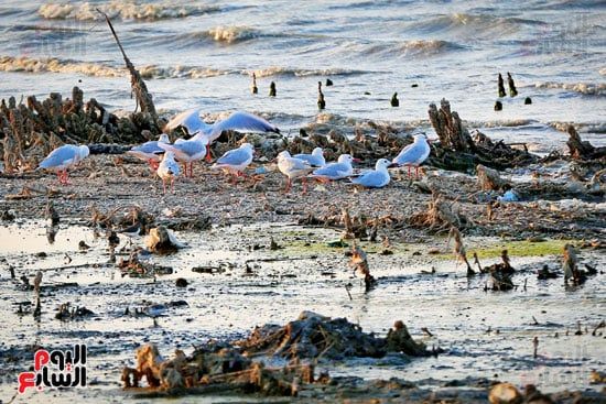 لوحات بديعة من صنع الطبيعة.. جماليات المناظر الخلابة فى محافظة الفيوم (5) لوحات بديعة من صنع الطبيعة.. جماليات المناظر الخلابة فى محافظة الفيوم (5)