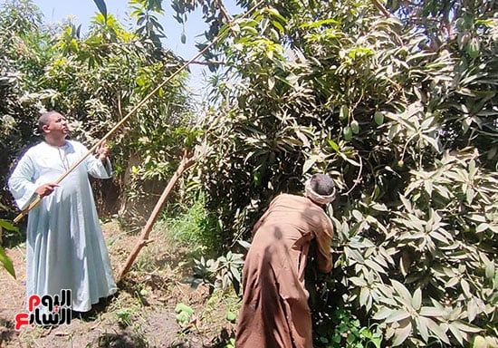 عمال-مزارع-الأقصر-خلال-العمل-فى-جمع-المانجا-من-الأشجار عمال-مزارع-الأقصر-خلال-العمل-فى-جمع-المانجا-من-الأشجار