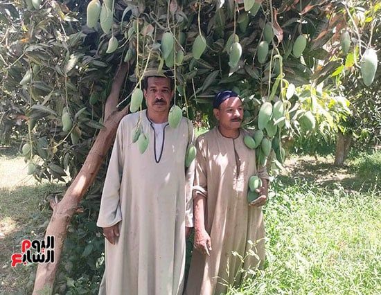 سعادة-المزارعين-خلال-بدء-موسم-حصاد-أنواع-المانجا-بالأقصر سعادة-المزارعين-خلال-بدء-موسم-حصاد-أنواع-المانجا-بالأقصر