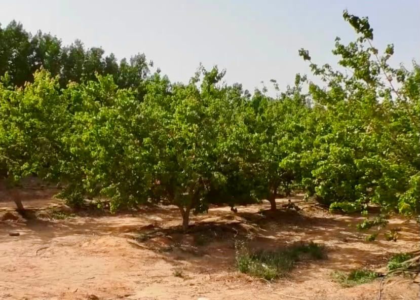 اشجار العنب اشجار العنب