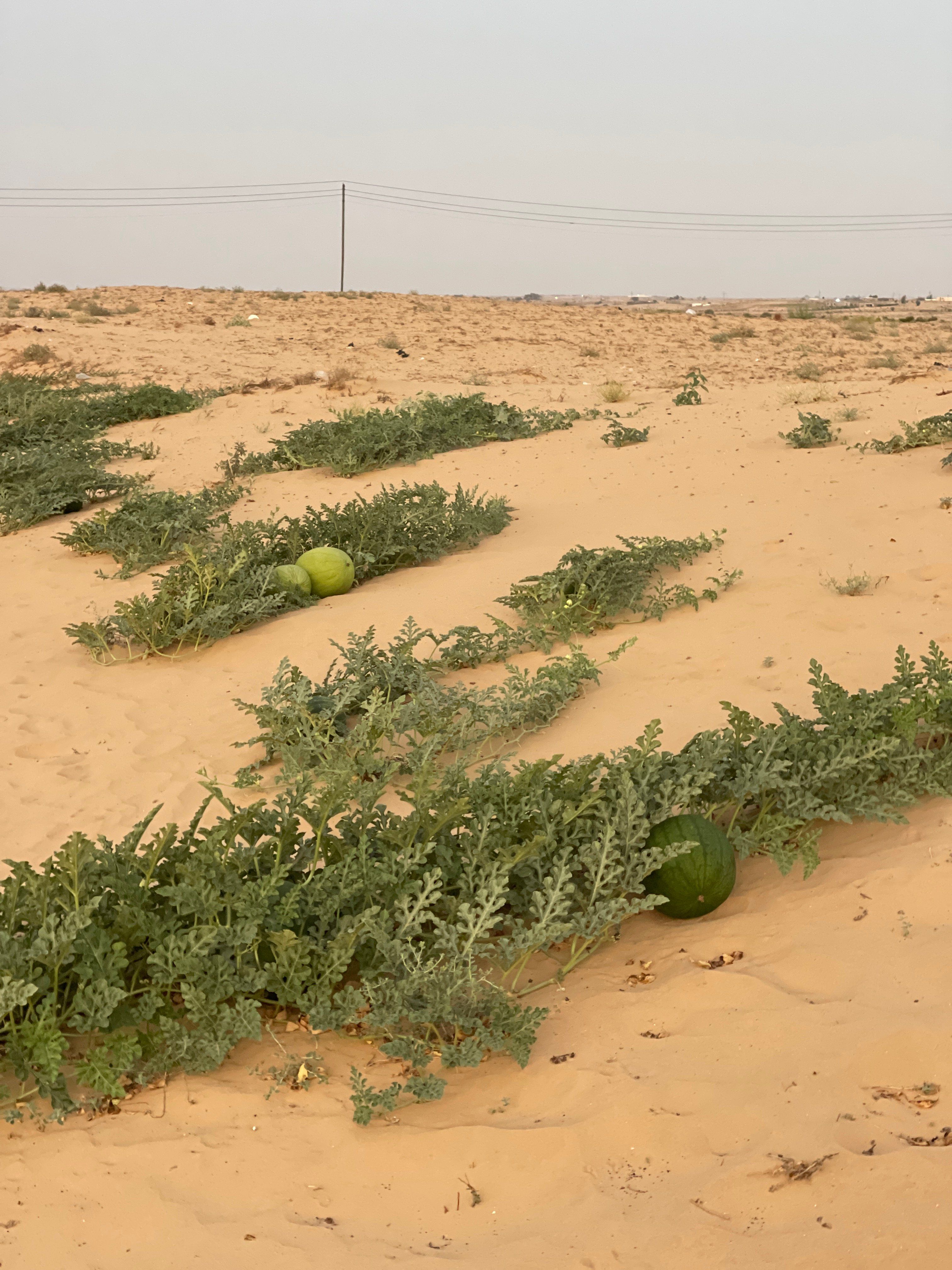 علي مياه الامطار ينبت البطيخ الصيفي علي مياه الامطار ينبت البطيخ الصيفي