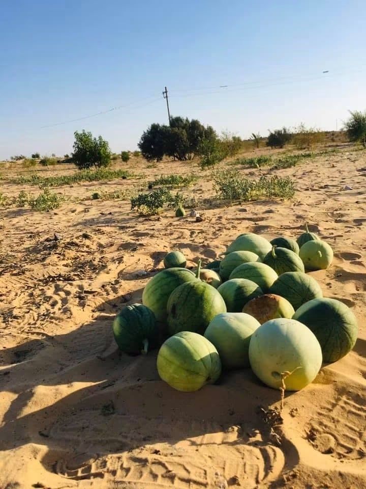 البطيخ البلدي الصيفي البطيخ البلدي الصيفي