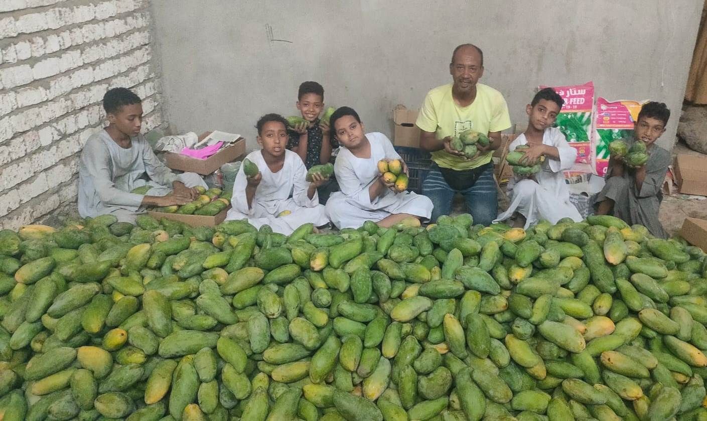 فرحة الأطفال بحصاد وتجهيز أطنان المانجو لطرحها في مدن وقرى الأقصر فرحة الأطفال بحصاد وتجهيز أطنان المانجو لطرحها في مدن وقرى الأقصر