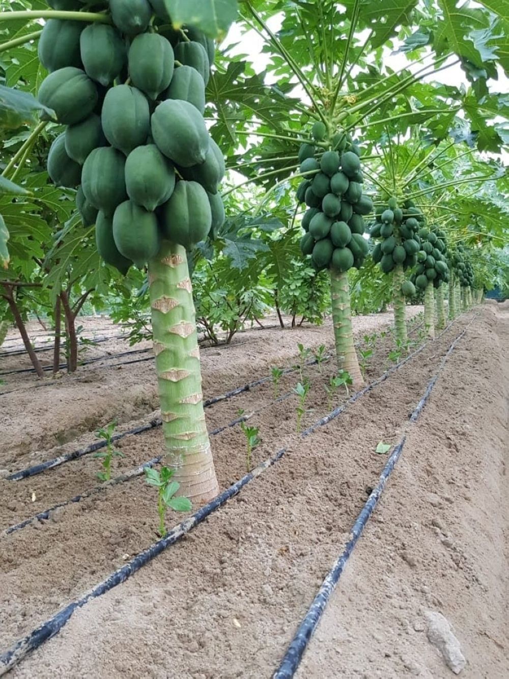 مزارعو الشرقية يعززون الإنتاج الزراعي بأصناف هجينة من البابايا