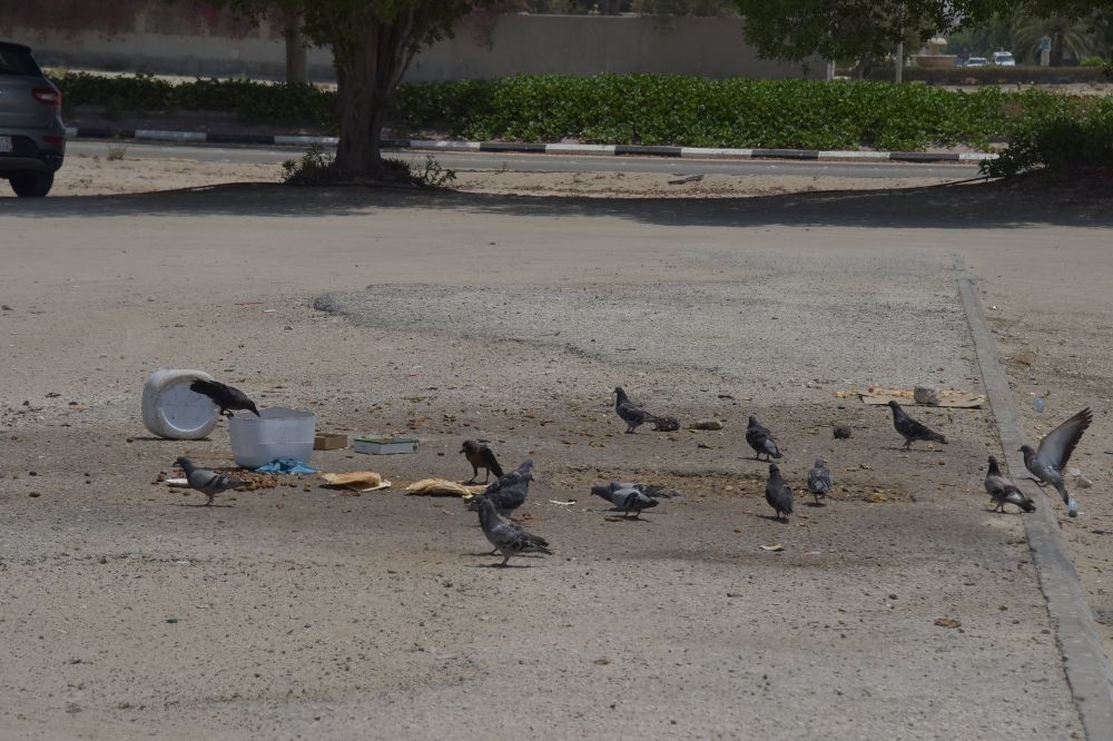 إطعام الحيوانات.. نوايا حسنة تشوه الأحياء ومطالب بمنصات تنظيمية - اليوم