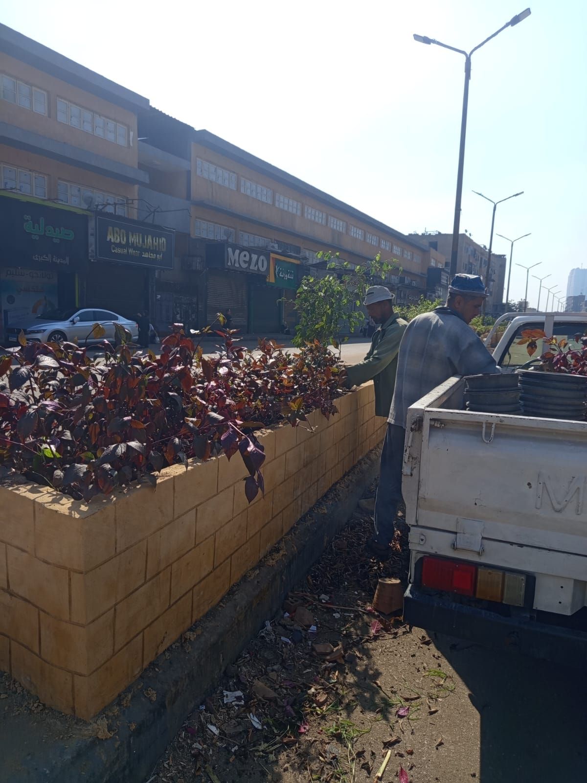 زراعة أحواض الجزيرة الوسطى بشارع العامل الأول زراعة أحواض الجزيرة الوسطى بشارع العامل الأول