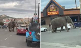 فيل ضخم هارب يتجول في شوارع بلدة أميريكية وسط دهشة المارة (فيديو)
