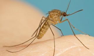 لماذا ترتفع حالات الملاريا وحمى الضنك خلال فصل الصيف؟
