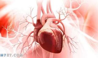 تحليل وظائف القلب وسعره