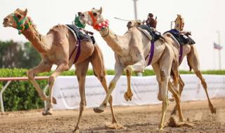 «منحاف»
      تحلق
      بالكأس
      و«كفو»
      يحصد
      بندقية
      الحقايق