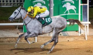 114
      جواداً
      تتنافس
      في
      8
      أشواط
      على
      مضمار
      العين
      للفروسية