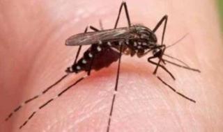 بعوضة تثير الذعر فى الولايات المتحدة بعد ارتفاع إصابات حمى تكسير العظام