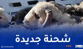 رسو
باخرة
محملة
بقرابة
14
ألف
رأس
غنم
روماني
بميناء
سكيكدة